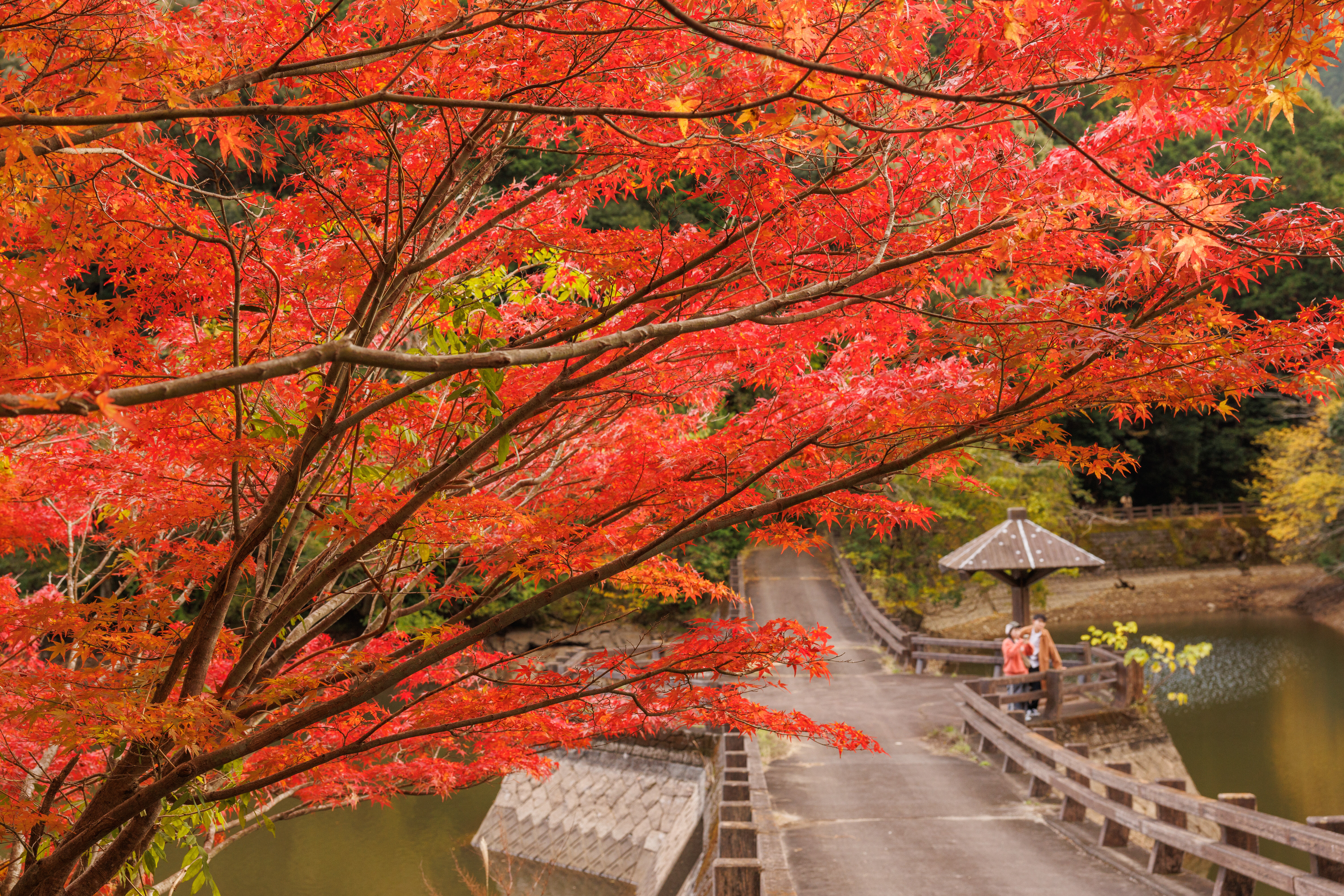 無料壁紙 持越池と真っ赤な紅葉。PCとデスクトップ壁紙に最適な4K高画質の無料壁紙。三重県大台町の真手公園で撮影したフリー写真素材