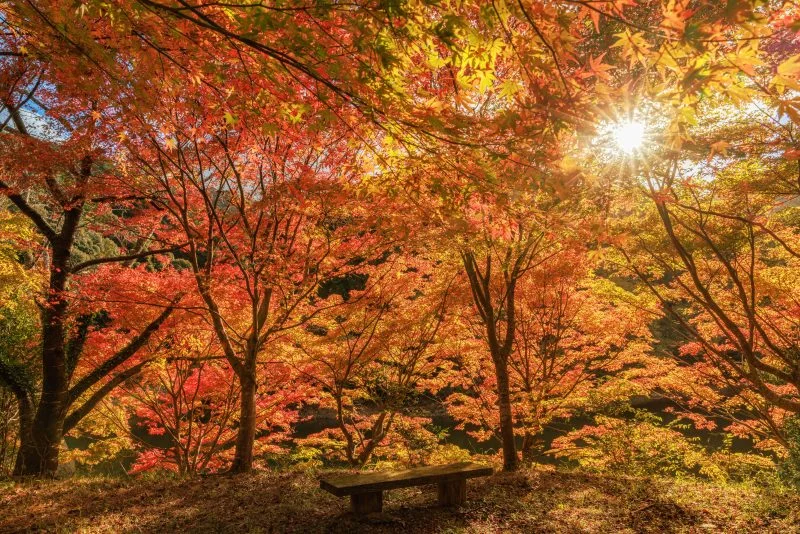 無料壁紙 紅葉に包まれるベンチ。PCとデスクトップ壁紙に最適な4K高画質の無料壁紙。三重県大台町の真手公園で撮影したフリー写真素材