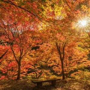 真手公園のフリー写真素材