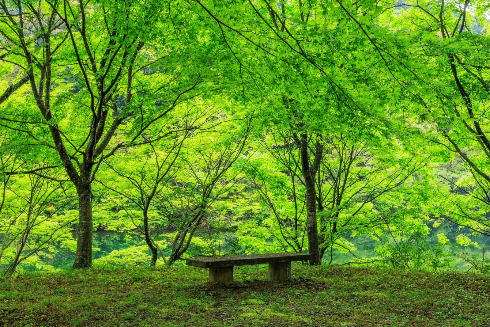 無料壁紙 新緑の特等席。PCとデスクトップ壁紙に最適な4K高画質の無料壁紙。三重県大台町の真手公園で撮影したフリー写真素材