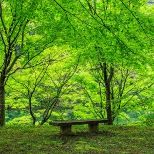 無料壁紙 新緑の特等席。PCとデスクトップ壁紙に最適な4K高画質の無料壁紙。三重県大台町の真手公園で撮影したフリー写真素材