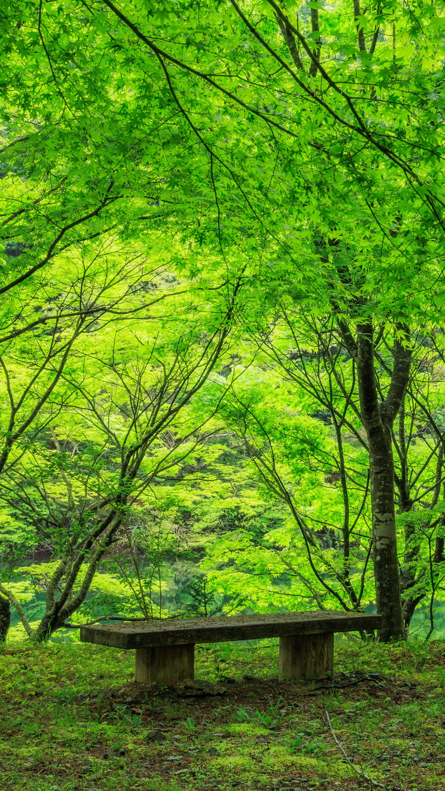 新緑の特等席(三重県大台町・真手公園)