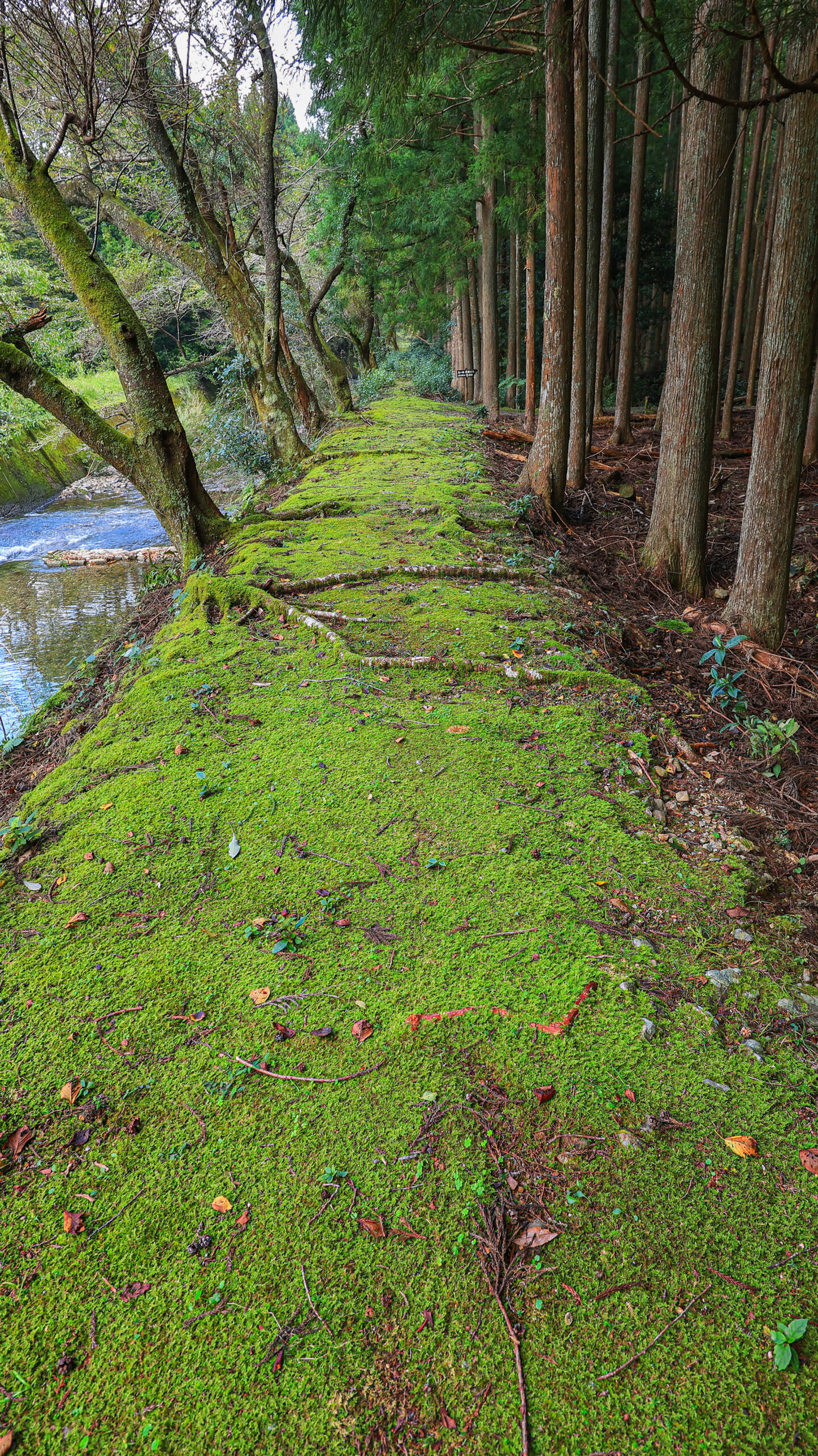 鬼ヶ城までの川沿いの散策路(三重県南伊勢町)