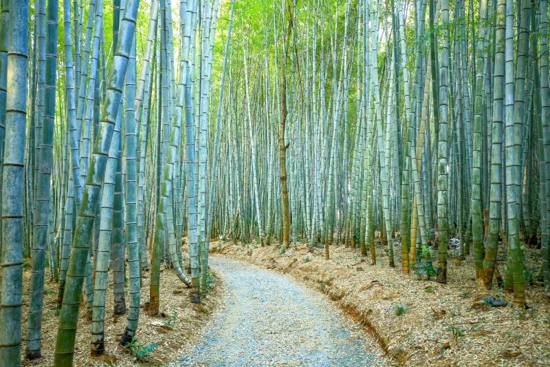 無料壁紙 約180mの竹林街道。PCとデスクトップ壁紙に最適な4K高画質の無料壁紙。三重県松阪市の美濃田竹林街道で撮影したフリー写真素材