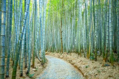 無料壁紙 約180mの竹林街道。PCとデスクトップ壁紙に最適な4K高画質の無料壁紙。三重県松阪市の美濃田竹林街道で撮影したフリー写真素材