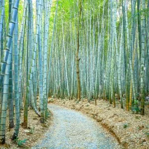 美濃田竹林街道のフリー写真素材