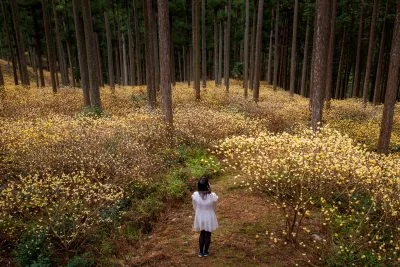 無料壁紙 ミツマタの森。PCとデスクトップ壁紙に最適な4K高画質の無料壁紙。三重県津市のミツマタ群生地で撮影したフリー写真素材