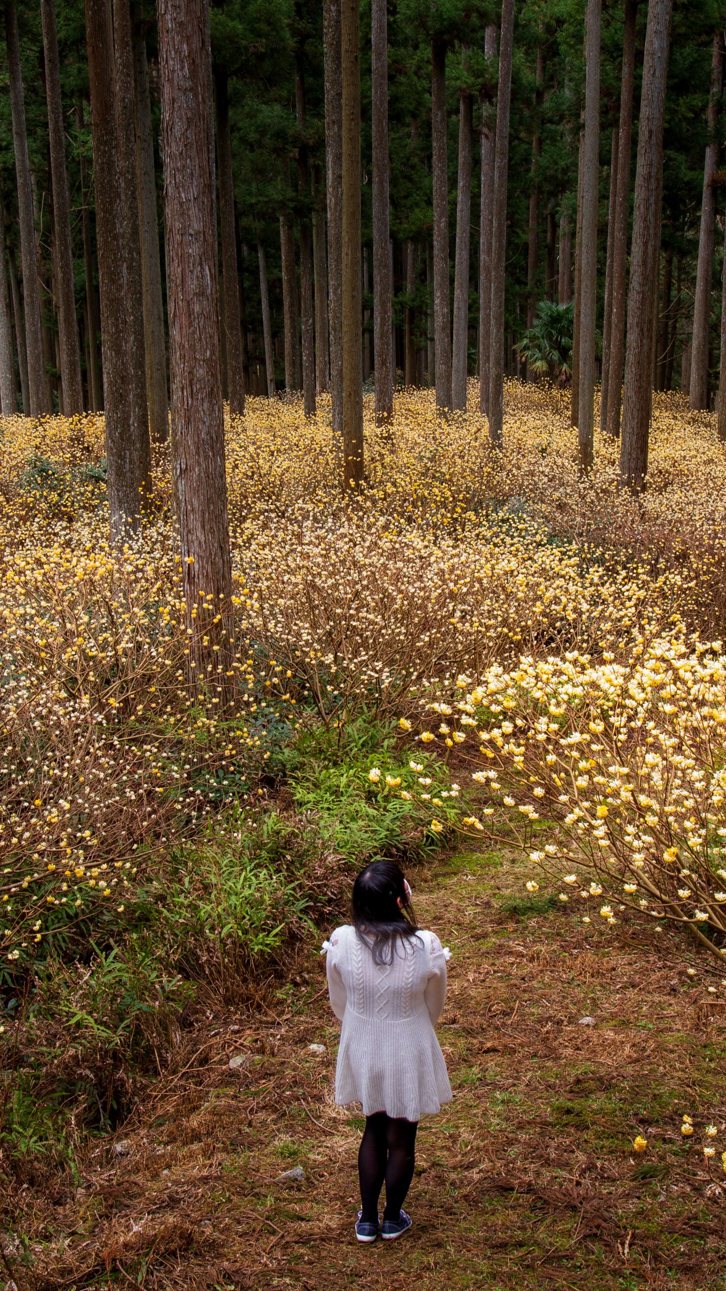 ミツマタの森(三重県津市・ミツマタ群生地)