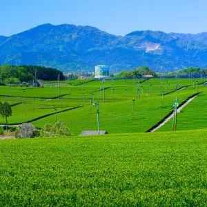 中の山パイロットのフリー写真素材