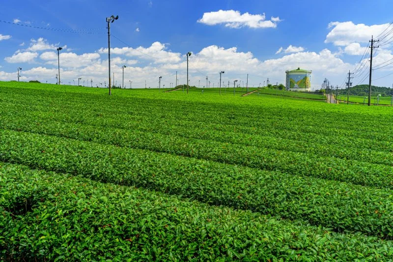無料壁紙 新芽の茶葉と青空とタンク。PCとデスクトップ壁紙に最適な4K高画質の無料壁紙。三重県亀山市の中の山パイロットで撮影したフリー写真素材