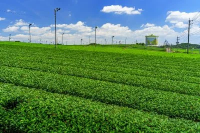 無料壁紙 新芽の茶葉と青空とタンク。PCとデスクトップ壁紙に最適な4K高画質の無料壁紙。三重県亀山市の中の山パイロットで撮影したフリー写真素材