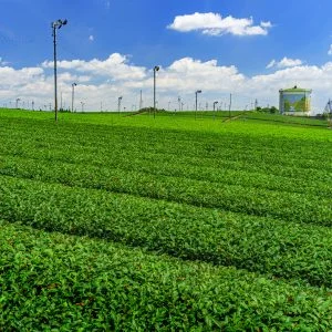 無料壁紙 新芽の茶葉と青空とタンク。PCとデスクトップ壁紙に最適な4K高画質の無料壁紙。三重県亀山市の中の山パイロットで撮影したフリー写真素材