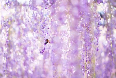 無料壁紙 藤の輝く世界。PCとデスクトップ壁紙に最適な4K高画質の無料壁紙。三重県大紀町の野原農村公園で撮影したフリー写真素材