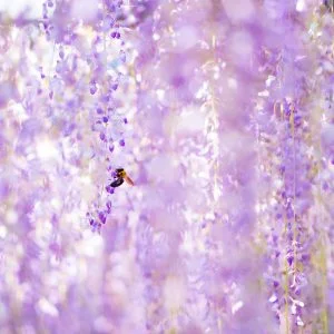 無料壁紙 藤の輝く世界。PCとデスクトップ壁紙に最適な4K高画質の無料壁紙。三重県大紀町の野原農村公園で撮影したフリー写真素材