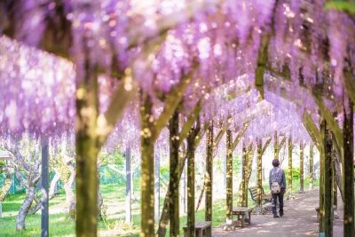 無料壁紙 光り輝く藤棚。PCとデスクトップ壁紙に最適な4K高画質の無料壁紙。三重県大紀町の野原農村公園で撮影したフリー写真素材