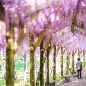 無料壁紙 光り輝く藤棚。PCとデスクトップ壁紙に最適な4K高画質の無料壁紙。三重県大紀町の野原農村公園で撮影したフリー写真素材