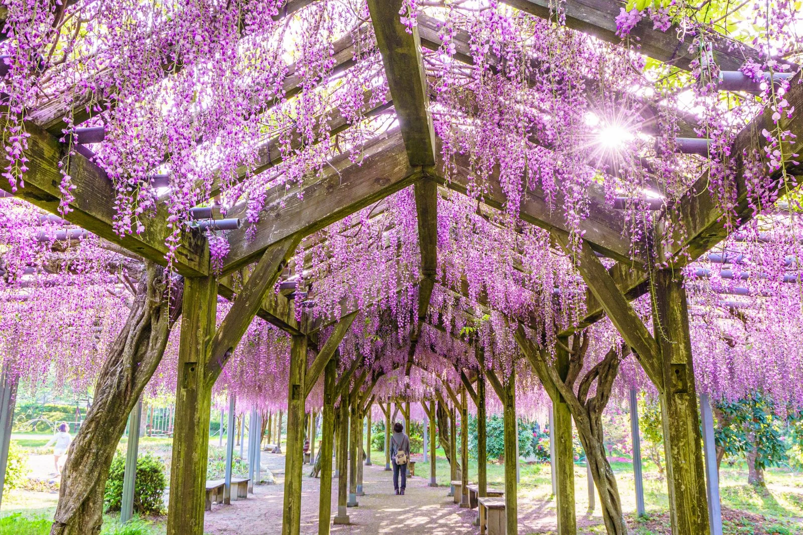 無料壁紙 光り輝く藤の世界。PCとデスクトップ壁紙に最適な4K高画質の無料壁紙。三重県大紀町の野原農村公園で撮影したフリー写真素材