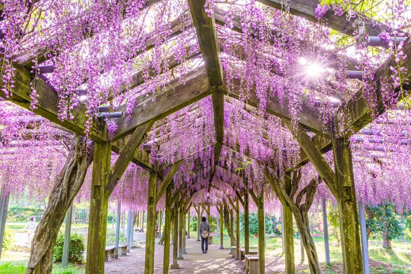 無料壁紙 光り輝く藤の世界。PCとデスクトップ壁紙に最適な4K高画質の無料壁紙。三重県大紀町の野原農村公園で撮影したフリー写真素材