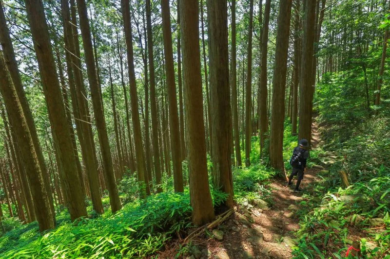 無料壁紙 熊野古道のような登山道。PCとデスクトップ壁紙に最適な4K高画質の無料壁紙。三重県尾鷲市のオハイで撮影したフリー写真素材