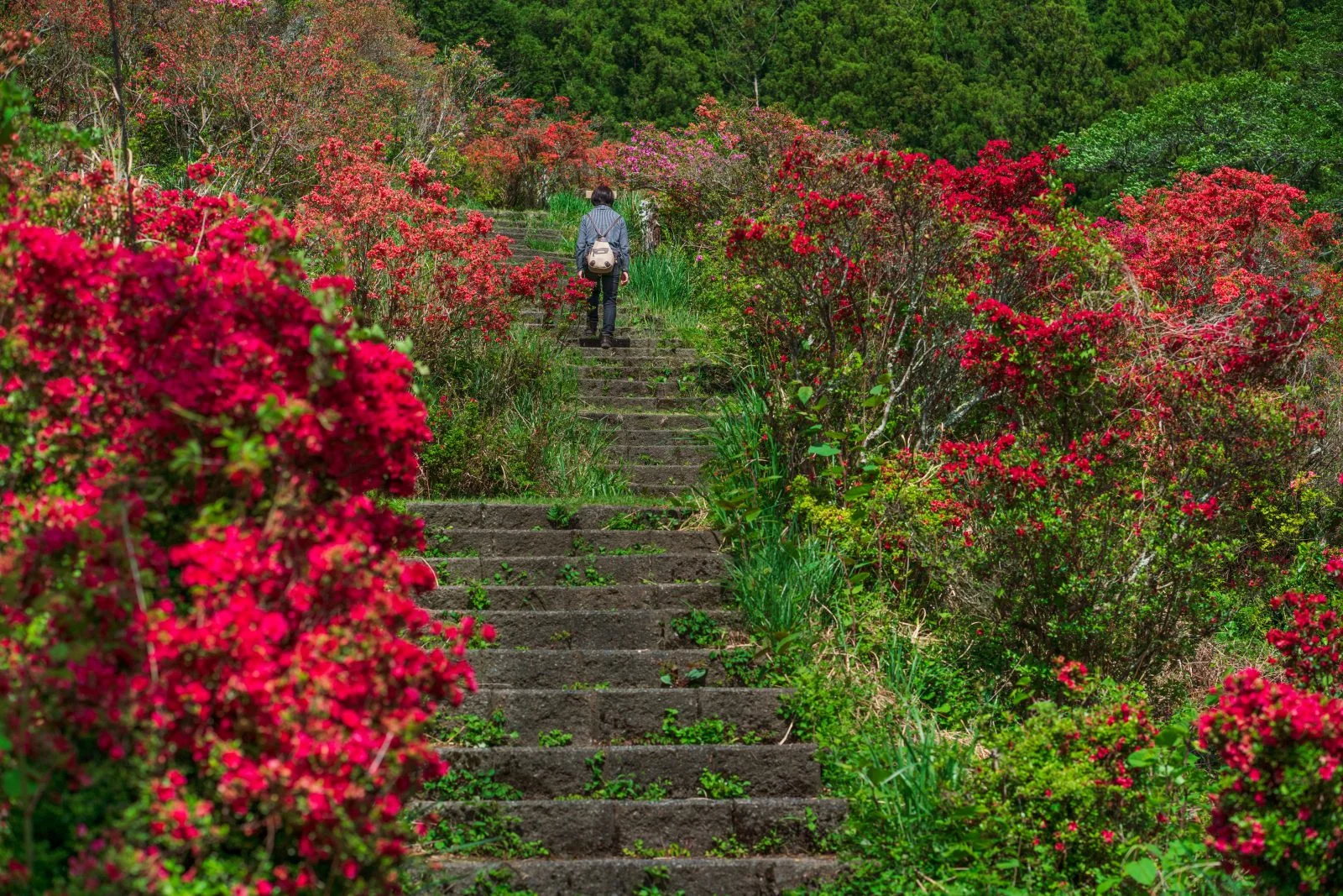 無料壁紙 ツツジの階段。PCとデスクトップ壁紙に最適な4K高画質の無料壁紙。三重県大紀町の大平つつじ山で撮影したフリー写真素材