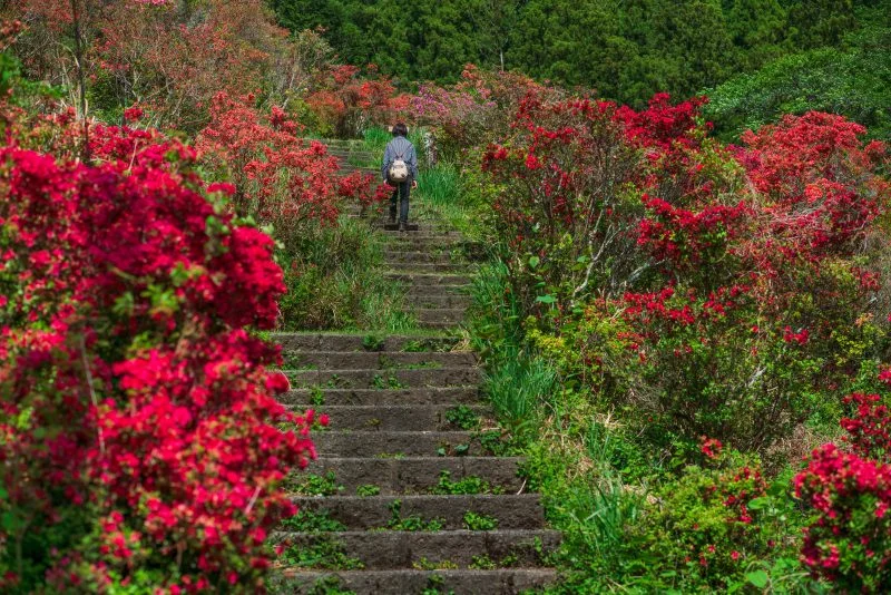 無料壁紙 ツツジの階段。PCとデスクトップ壁紙に最適な4K高画質の無料壁紙。三重県大紀町の大平つつじ山で撮影したフリー写真素材