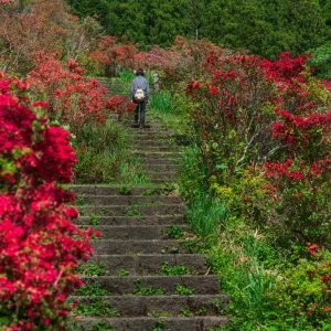 無料壁紙 ツツジの階段。PCとデスクトップ壁紙に最適な4K高画質の無料壁紙。三重県大紀町の大平つつじ山で撮影したフリー写真素材