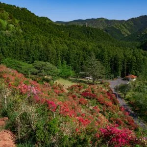 無料壁紙 大平山からの眺め。PCとデスクトップ壁紙に最適な4K高画質の無料壁紙。三重県大紀町の大平つつじ山で撮影したフリー写真素材