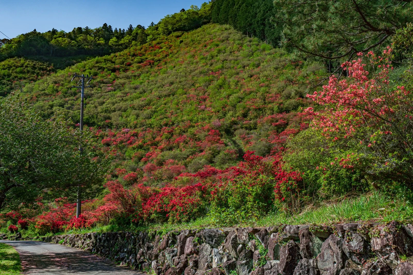 無料壁紙 大平山に咲くツツジ。PCとデスクトップ壁紙に最適な4K高画質の無料壁紙。三重県大紀町の大平つつじ山で撮影したフリー写真素材