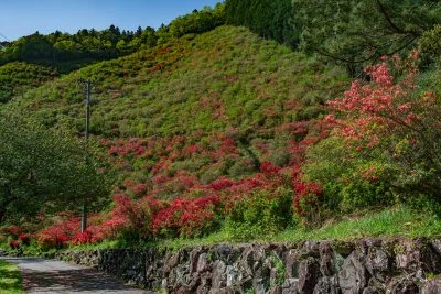 無料壁紙 大平山に咲くツツジ。PCとデスクトップ壁紙に最適な4K高画質の無料壁紙。三重県大紀町の大平つつじ山で撮影したフリー写真素材