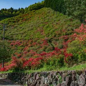 無料壁紙 大平山に咲くツツジ。PCとデスクトップ壁紙に最適な4K高画質の無料壁紙。三重県大紀町の大平つつじ山で撮影したフリー写真素材