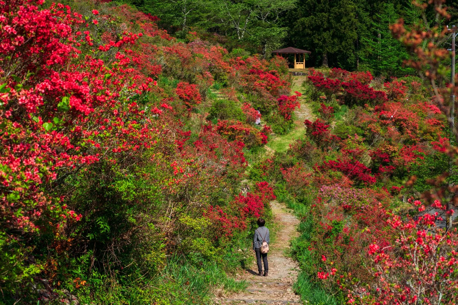 大平つつじ山