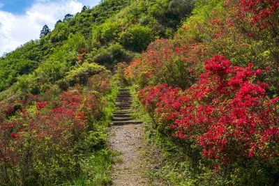 無料壁紙 ツツジロード。PCとデスクトップ壁紙に最適な4K高画質の無料壁紙。三重県大紀町の大平つつじ山で撮影したフリー写真素材
