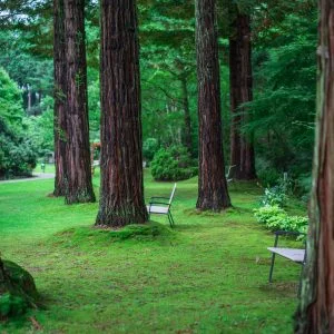 無料壁紙 立ち並ぶ樹木。PCとデスクトップ壁紙に最適な4K高画質の無料壁紙。三重県津市のレッドヒルヒーサーの森で撮影したフリー写真素材