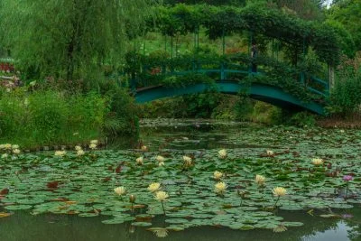 無料壁紙 スイレン池に咲く黄色いスイレン。PCとデスクトップ壁紙に最適な4K高画質の無料壁紙。三重県津市のレッドヒルヒーサーの森で撮影したフリー写真素材