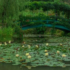 無料壁紙 スイレン池に咲く黄色いスイレン。PCとデスクトップ壁紙に最適な4K高画質の無料壁紙。三重県津市のレッドヒルヒーサーの森で撮影したフリー写真素材