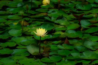 無料壁紙 一輪のスイレン。PCとデスクトップ壁紙に最適な4K高画質の無料壁紙。三重県津市のレッドヒルヒーサーの森で撮影したフリー写真素材