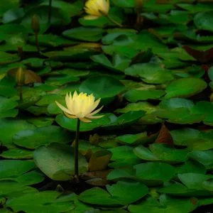 無料壁紙 一輪のスイレン。PCとデスクトップ壁紙に最適な4K高画質の無料壁紙。三重県津市のレッドヒルヒーサーの森で撮影したフリー写真素材