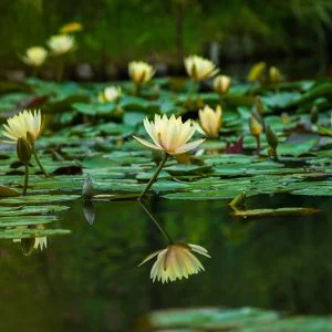 無料壁紙 スイレン池のリフレクション。PCとデスクトップ壁紙に最適な4K高画質の無料壁紙。三重県津市のレッドヒルヒーサーの森で撮影したフリー写真素材