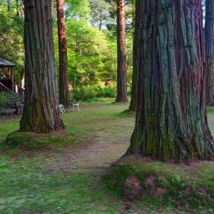 無料壁紙 レッドウッドの森。PCとデスクトップ壁紙に最適な4K高画質の無料壁紙。三重県津市のレッドヒルヒーサーの森で撮影したフリー写真素材