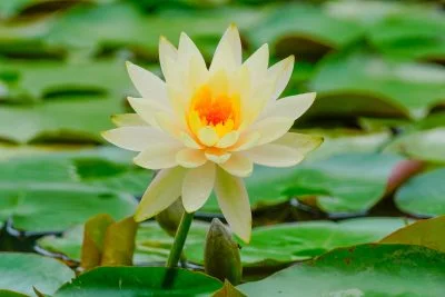 無料壁紙 雨に濡れる黄色スイレン。PCとデスクトップ壁紙に最適な4K高画質の無料壁紙。三重県津市のレッドヒルヒーサーの森で撮影したフリー写真素材