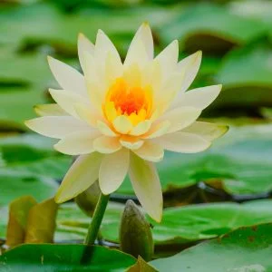 無料壁紙 雨に濡れる黄色スイレン。PCとデスクトップ壁紙に最適な4K高画質の無料壁紙。三重県津市のレッドヒルヒーサーの森で撮影したフリー写真素材