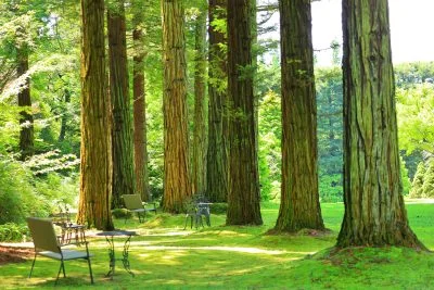 無料壁紙 新緑のレッドウッドの森。PCとデスクトップ壁紙に最適な4K高画質の無料壁紙。三重県津市のレッドヒルヒーサーの森で撮影したフリー写真素材