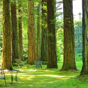 レッドヒルヒーサーの森のフリー写真素材