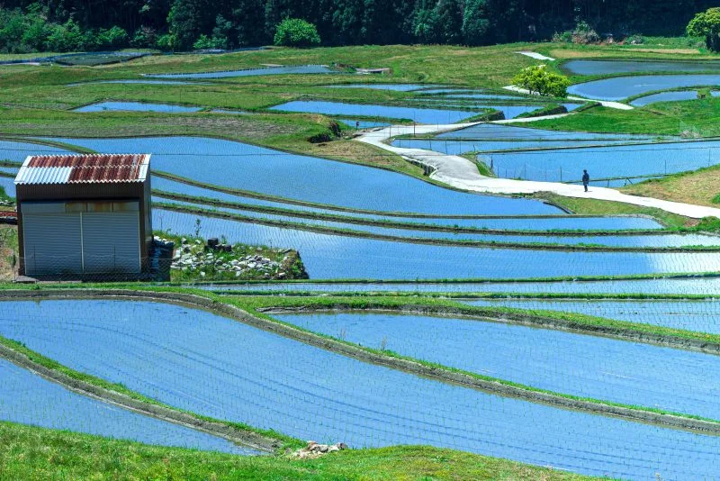 無料壁紙 青く輝く棚田。PCとデスクトップ壁紙に最適な4K高画質の無料壁紙。三重県亀山市の坂本の棚田で撮影したフリー写真素材