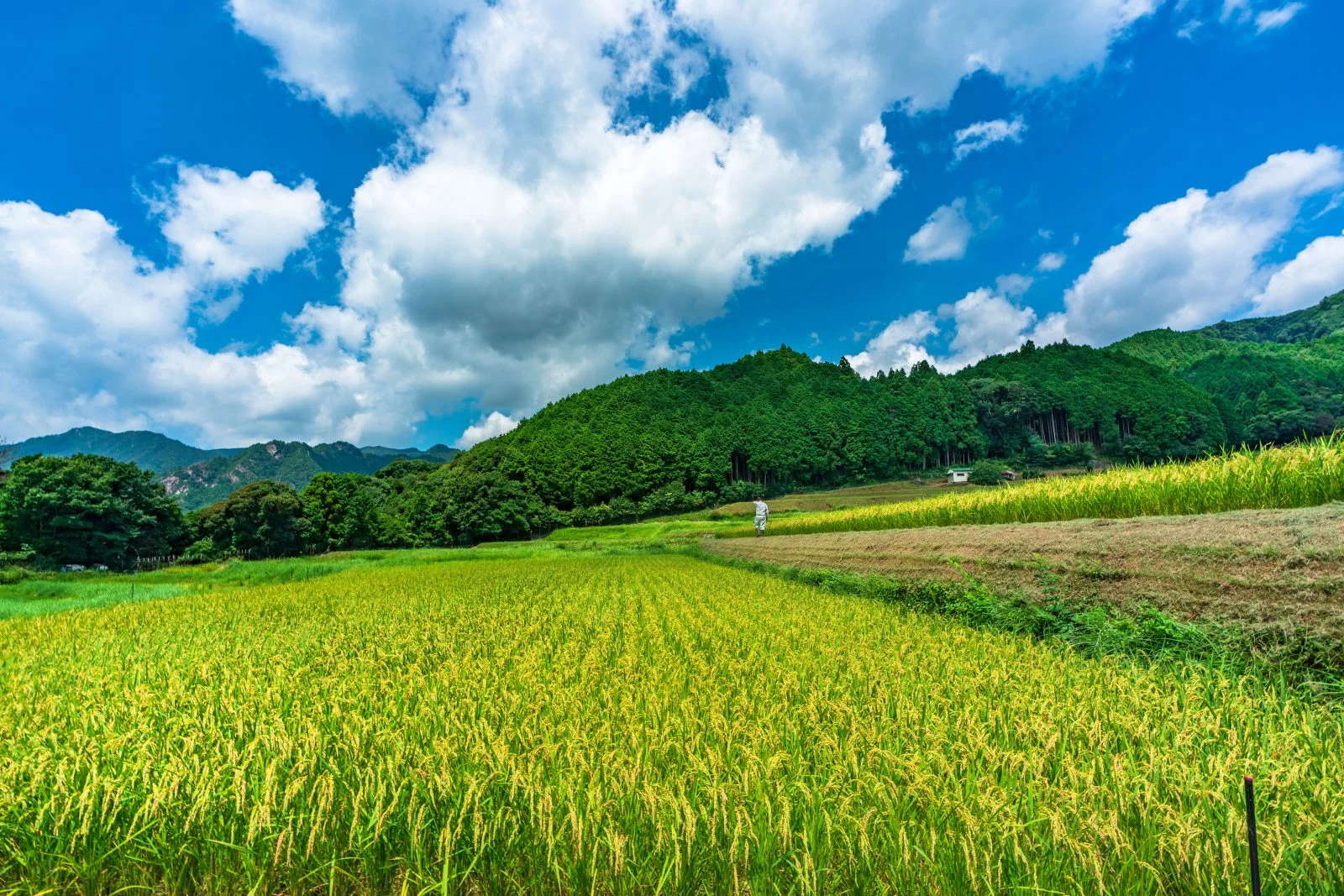 無料壁紙 黄金の棚田と青空。PCとデスクトップ壁紙に最適な4K高画質の無料壁紙。三重県亀山市の坂本の棚田で撮影したフリー写真素材