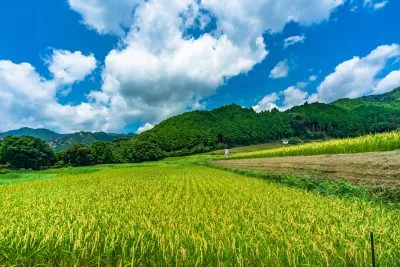 無料壁紙 黄金の棚田と青空。PCとデスクトップ壁紙に最適な4K高画質の無料壁紙。三重県亀山市の坂本の棚田で撮影したフリー写真素材