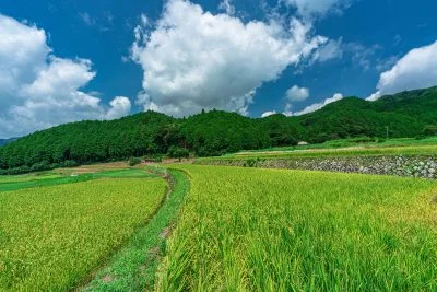 無料壁紙 収穫まであと少し。PCとデスクトップ壁紙に最適な4K高画質の無料壁紙。三重県亀山市の坂本の棚田で撮影したフリー写真素材