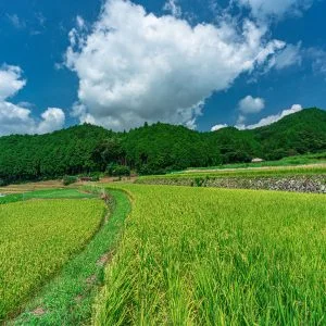 無料壁紙 収穫まであと少し。PCとデスクトップ壁紙に最適な4K高画質の無料壁紙。三重県亀山市の坂本の棚田で撮影したフリー写真素材