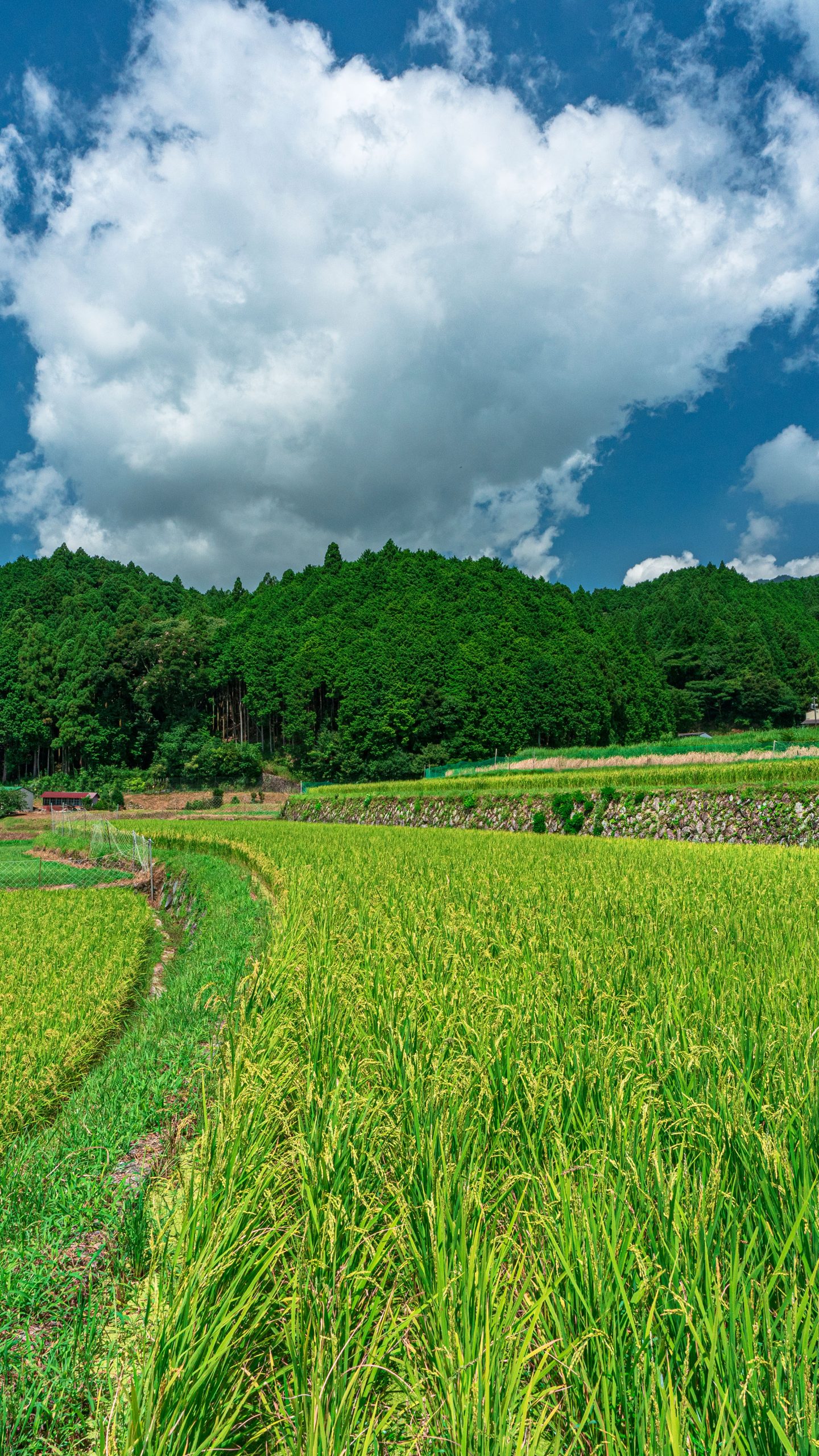 収穫まであと少し(三重県亀山市・坂本の棚田)