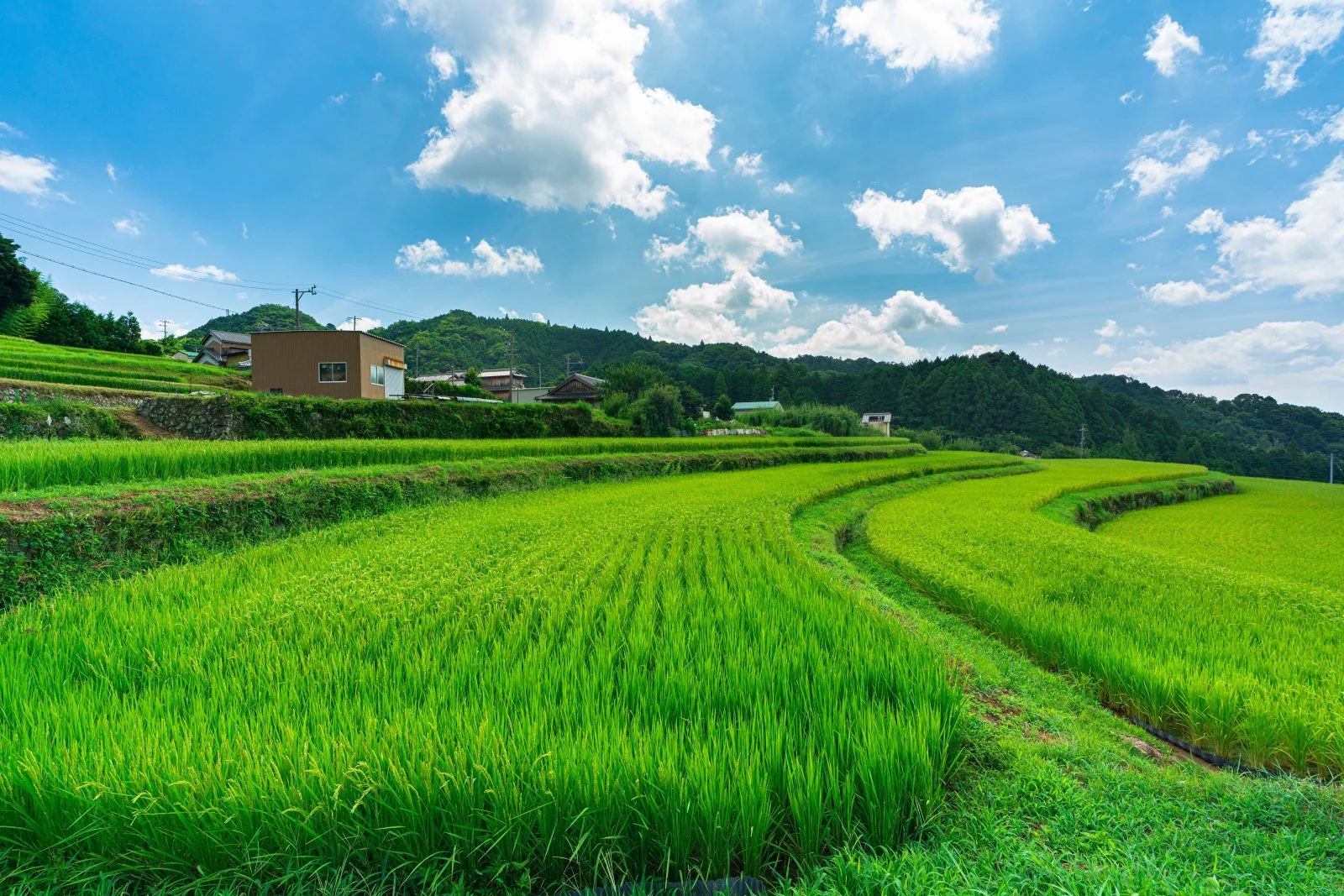 無料壁紙 緑から黄色へ。PCとデスクトップ壁紙に最適な4K高画質の無料壁紙。三重県亀山市の坂本の棚田で撮影したフリー写真素材